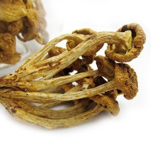 鲜烹烹特级滑子菇干货 产地直销，煲汤美味的菌菇之选
